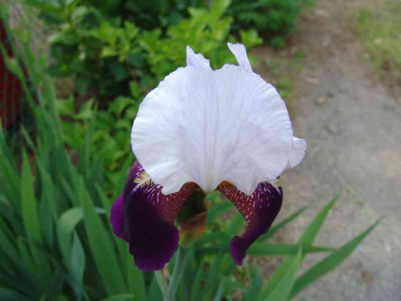 白と紫のジャーマンアイリス