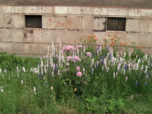 画像２（ハンガリーの民家の庭に咲く花）