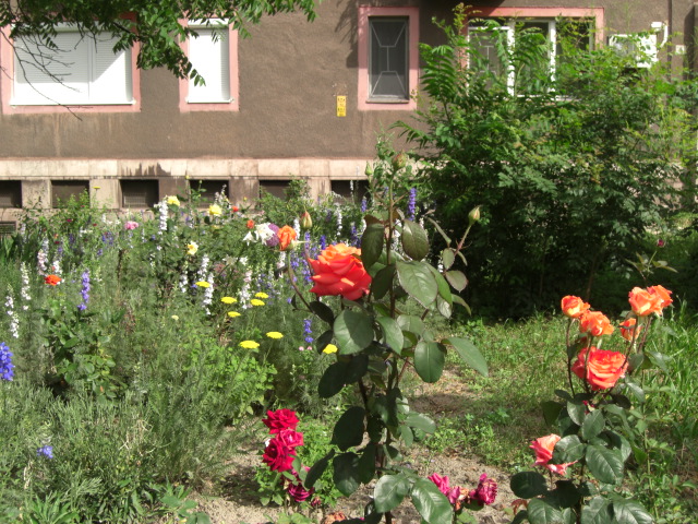 画像３（ハンガリーの民家の庭に咲く花）
