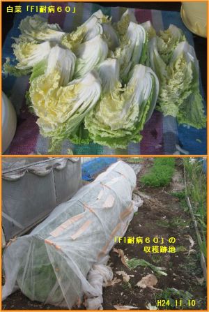 画像５（早生白菜の収穫）