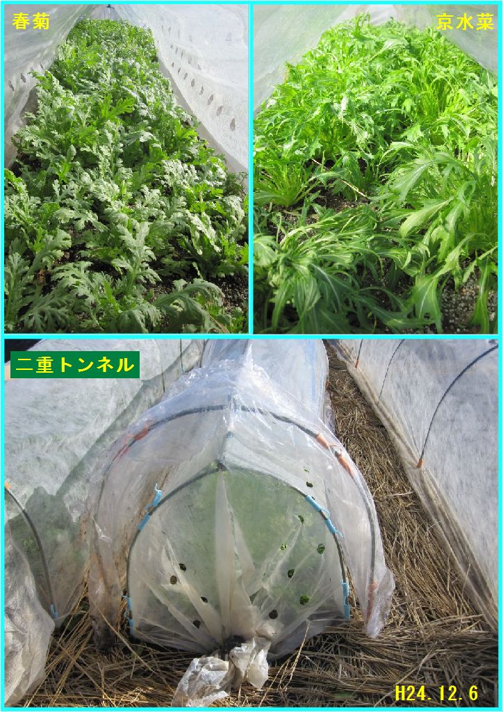 画像１（春菊と京水菜の二重トンネル）