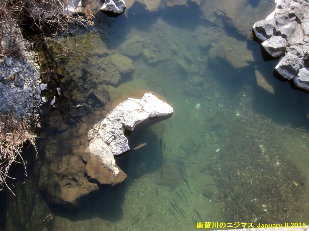 画像１（鹿留川のニジマス）