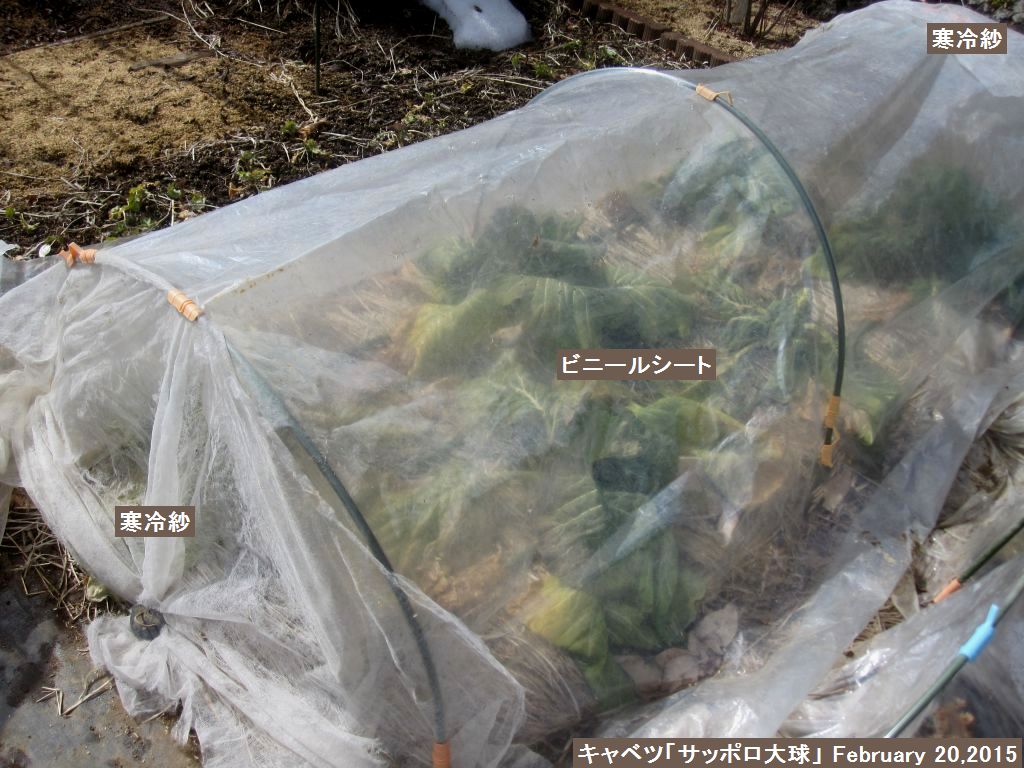 画像８（キャベツ「サッポロ大球」のビニールトンネル）