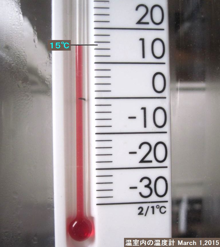 画像１（室内温室内の温度計）