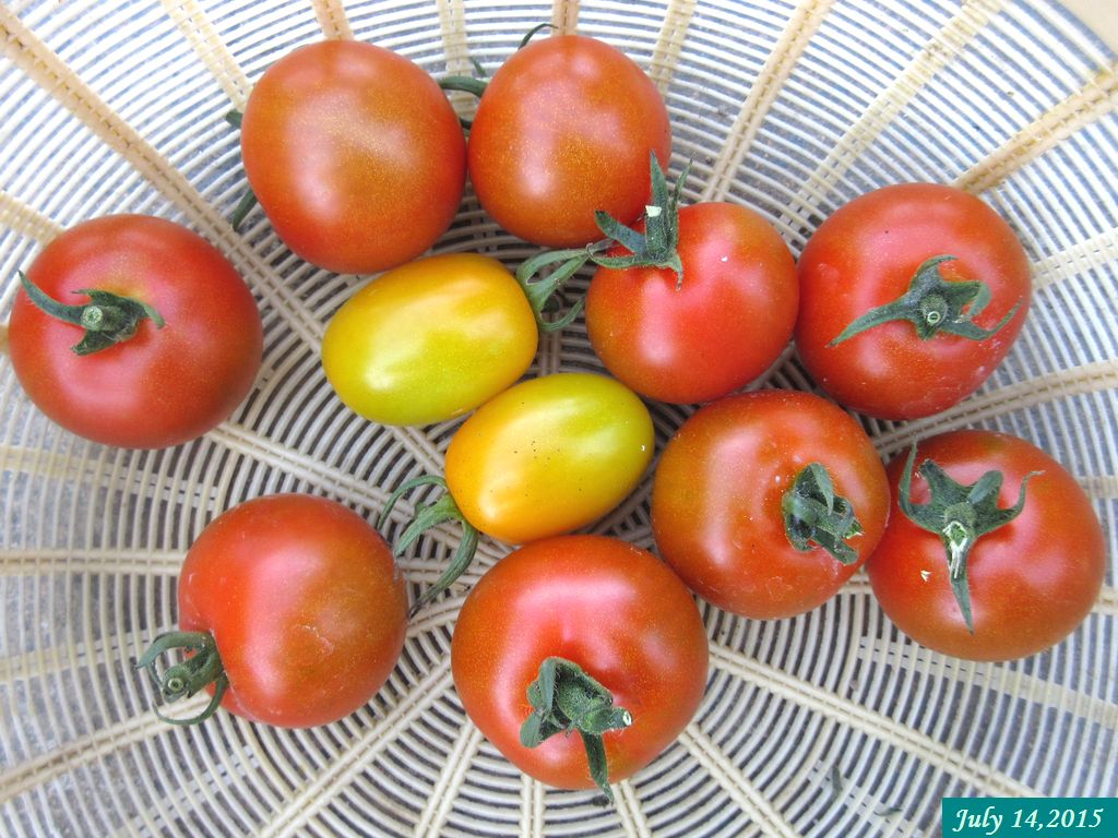 画像５（収穫したトマト）