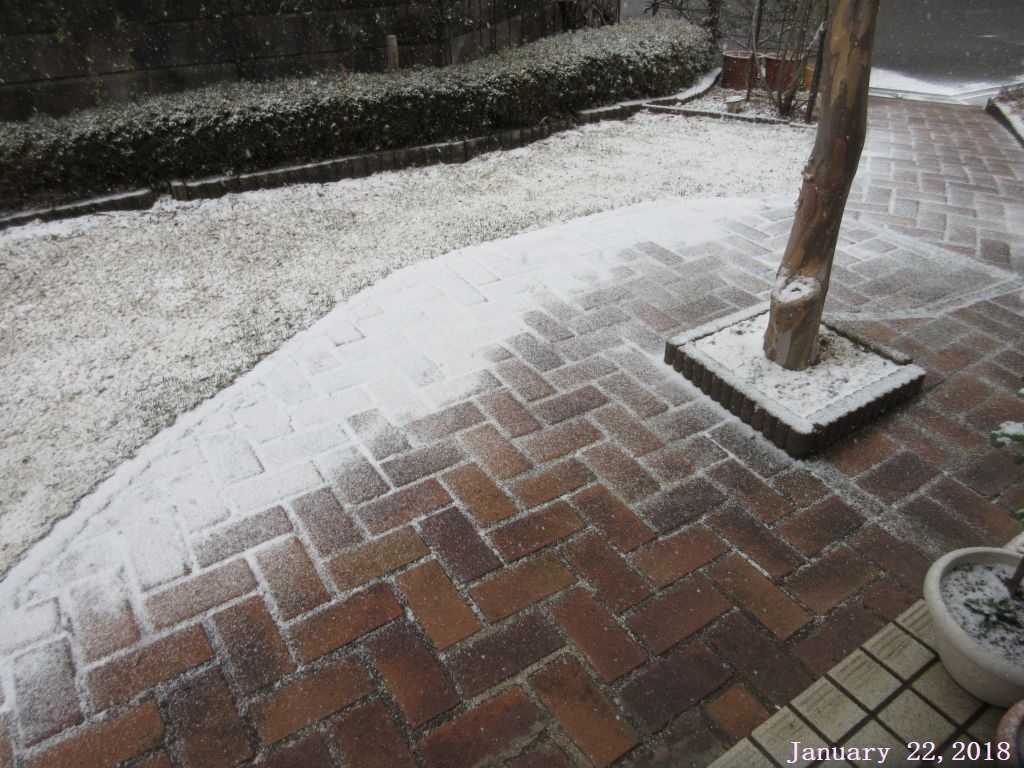 画像１（２２日雪の降り始め）