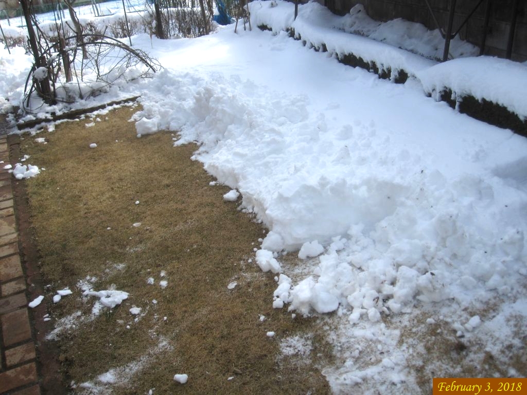 画像４（芝生に残っている雪）