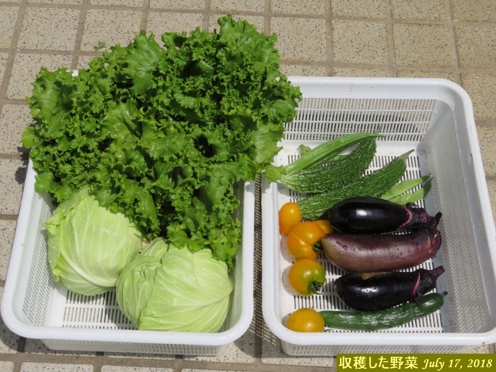 画像７（収穫した野菜）