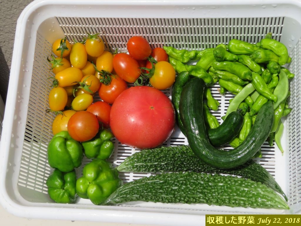画像７（収穫した野菜）