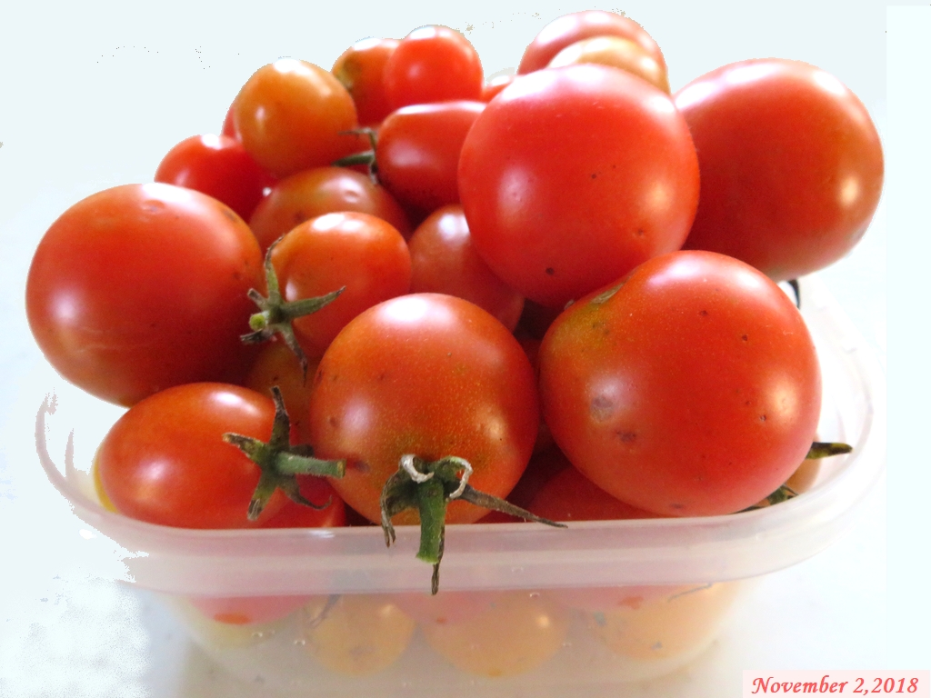 画像１２（収穫したトマト）