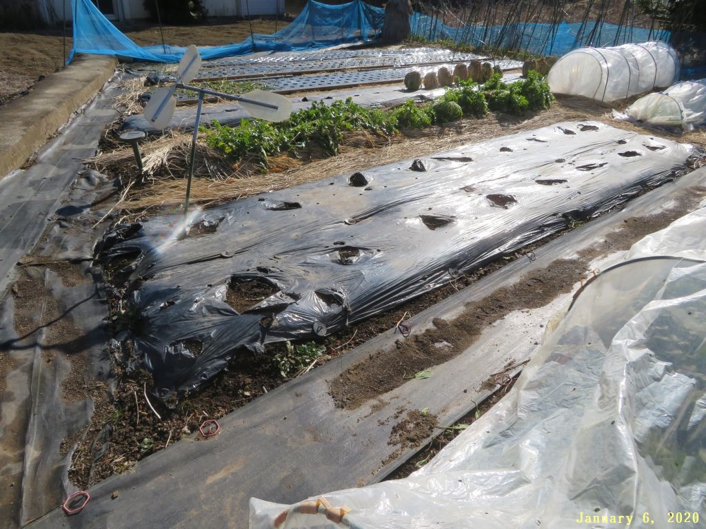 画像7(トマトの跡地) 画像7(トマトの跡地)