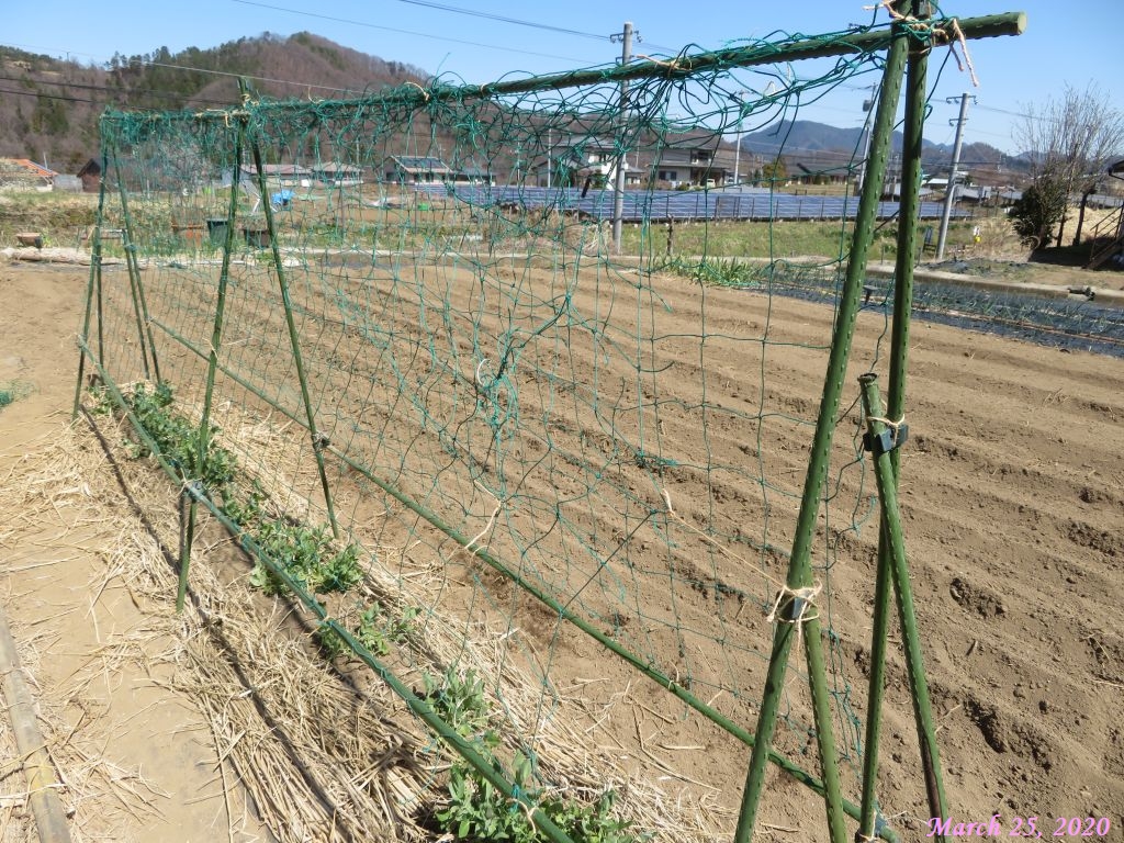 画像８（スナップエンドウのネット張り）