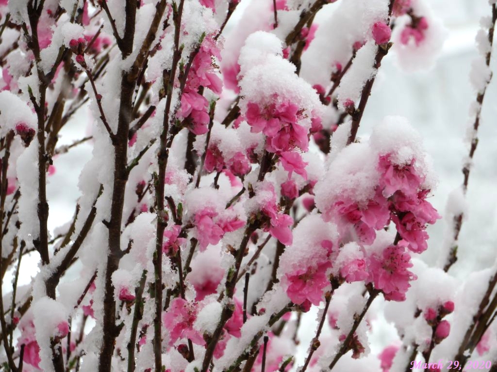 画像２（花桃と雪）