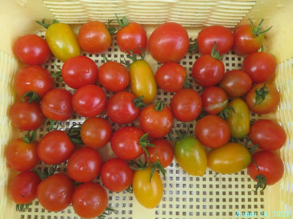 画像８（収穫したトマト）