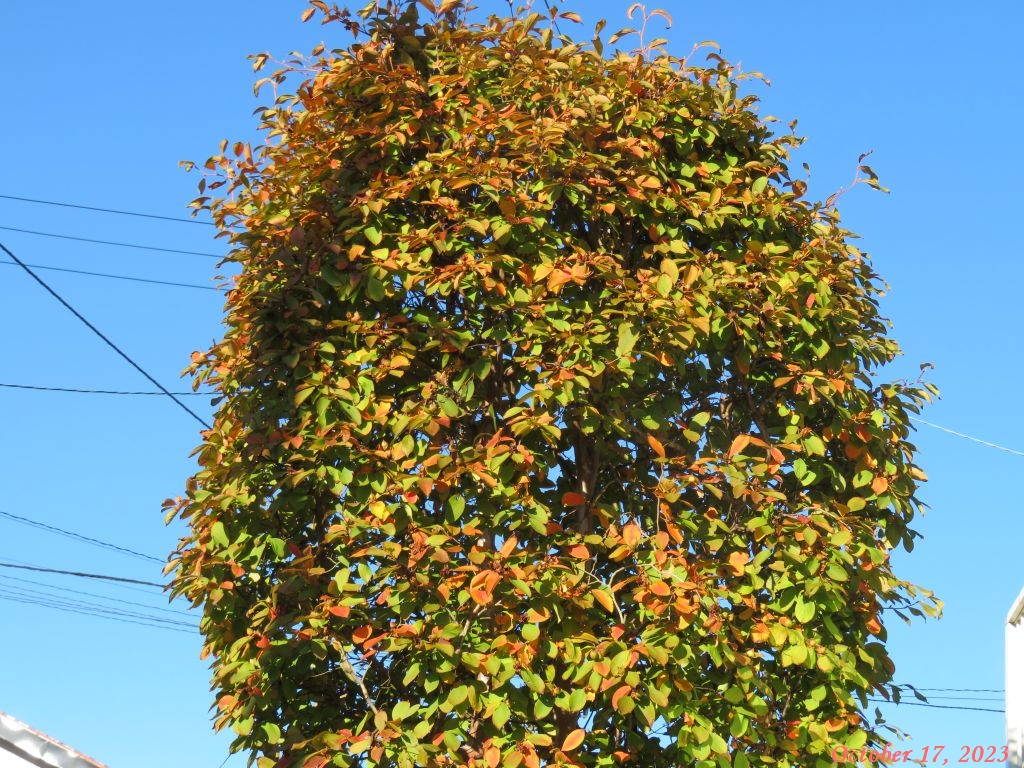 画像３（ナツツバキの紅葉）