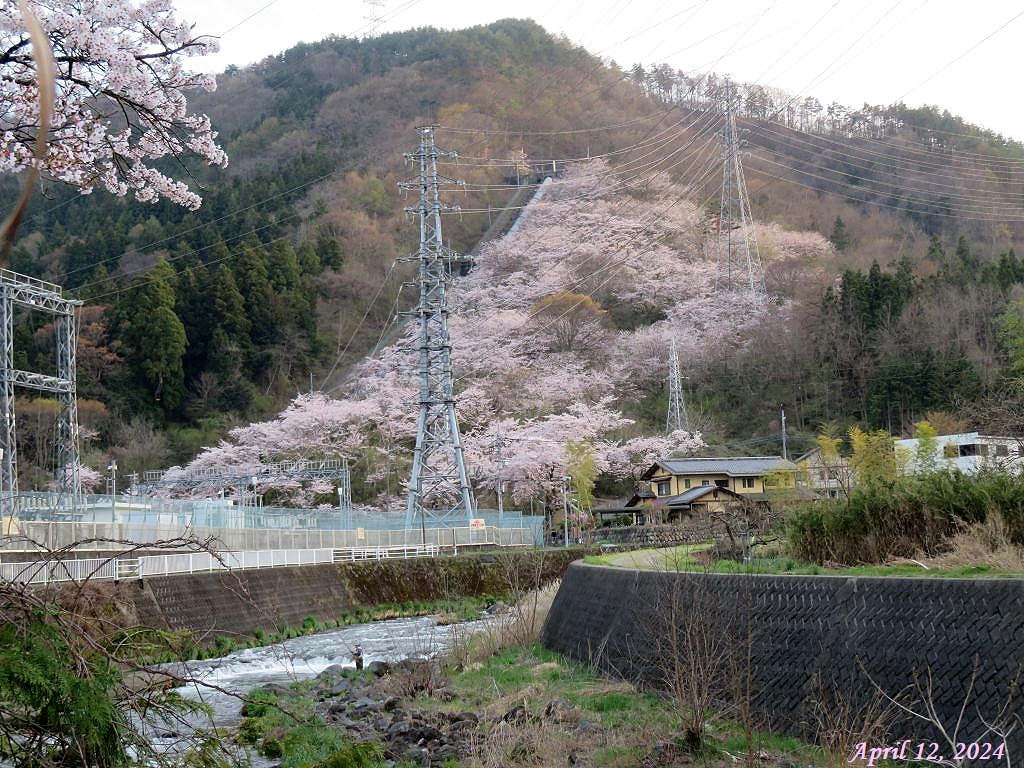 画像16（鹿留発電所の桜と桂川）