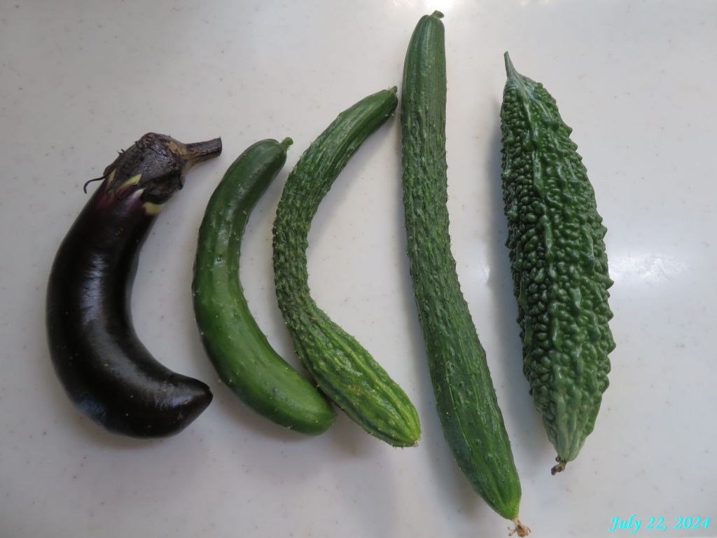 画像8（収穫野菜）