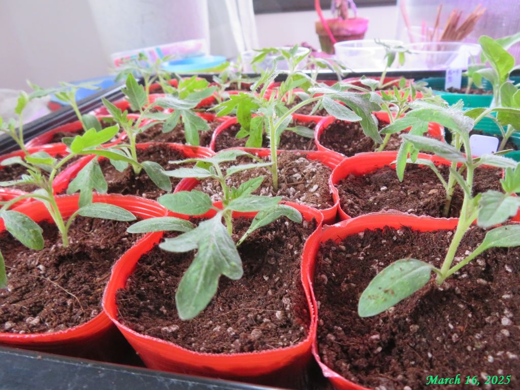 画像8(トマト台木「Bバリア」の徒長苗) 画像8(トマト台木「Bバリア」の徒長苗)