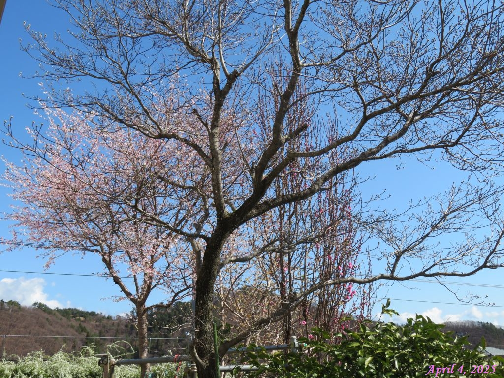 画像２（フジザクラとハナモモ）