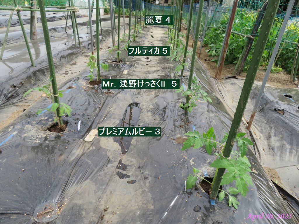 画像７（トマト苗の定植）