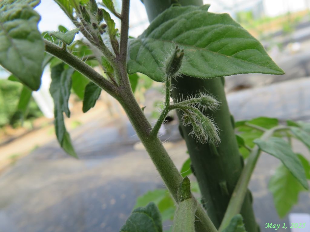 画像８（トマト一番花の蕾）