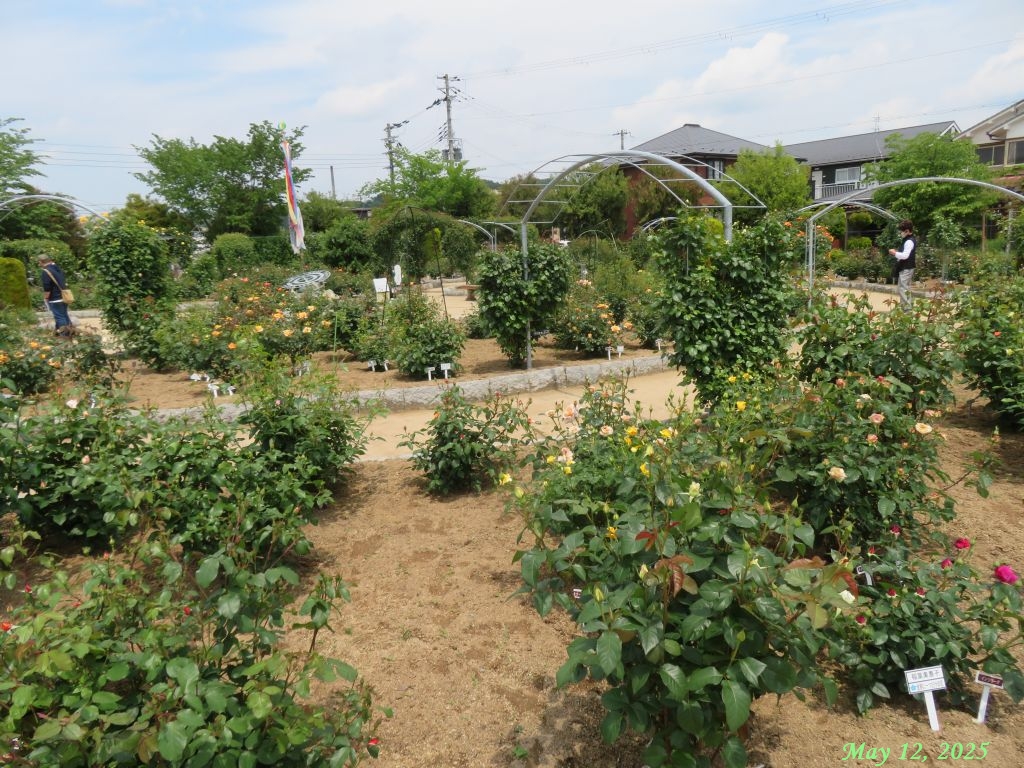 画像３（バラ）