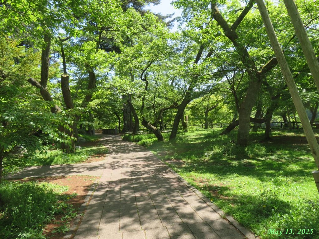 画像９（高遠城址公園）