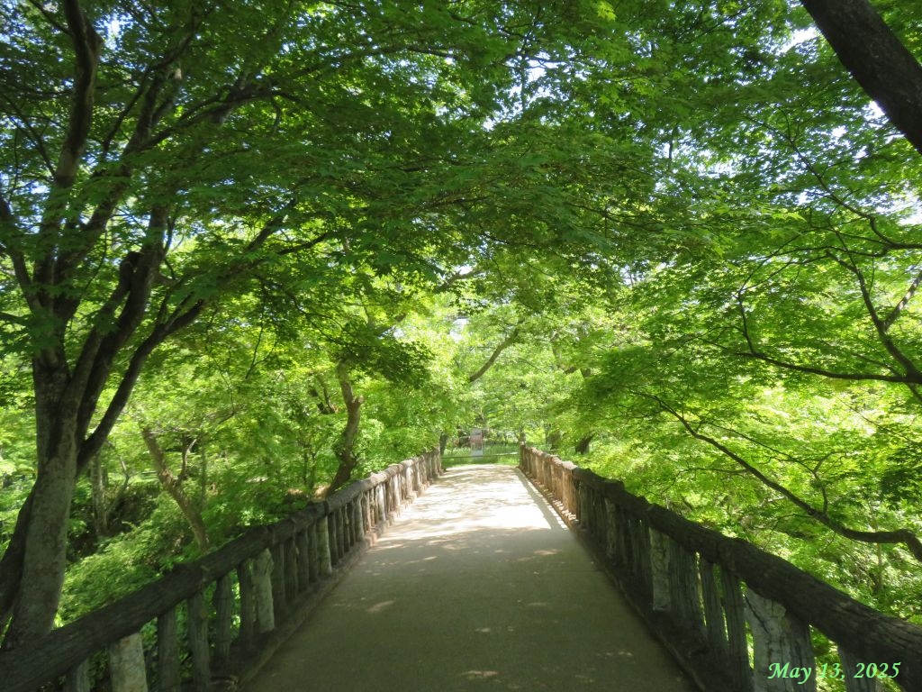 画像１０（高遠城址公園）