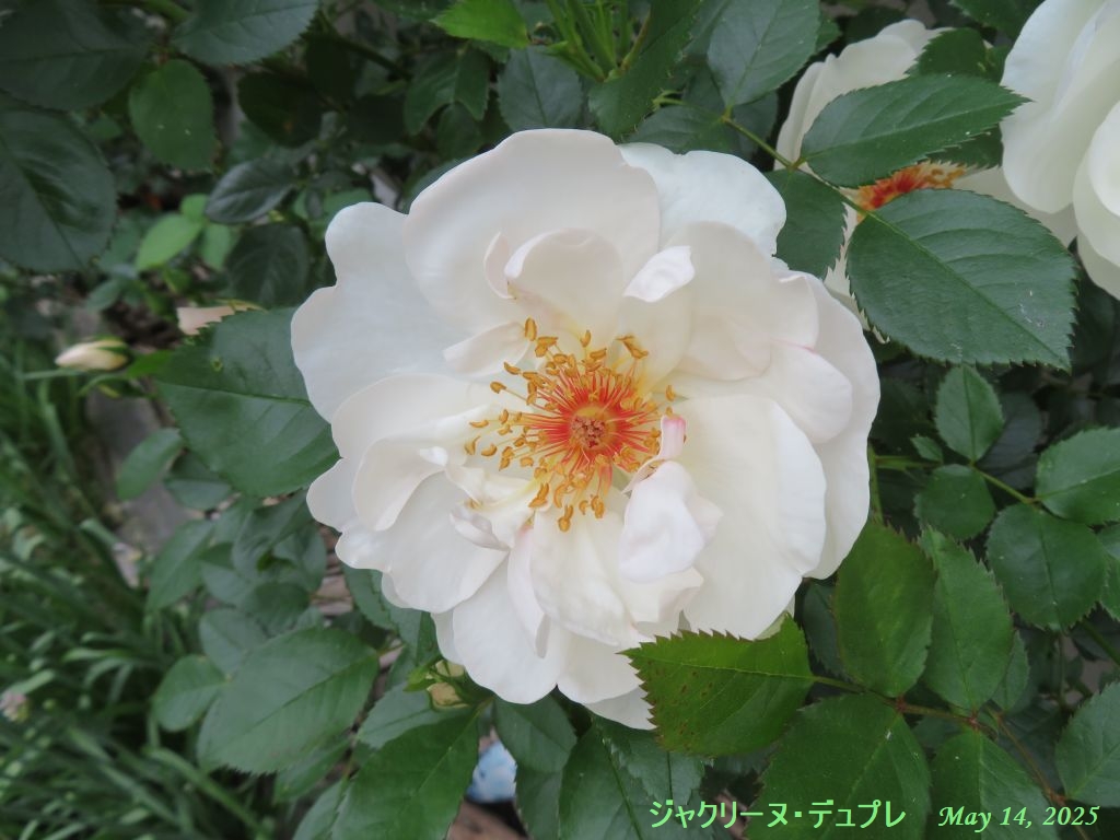 画像３（ジャクリーヌ・デュプレ）