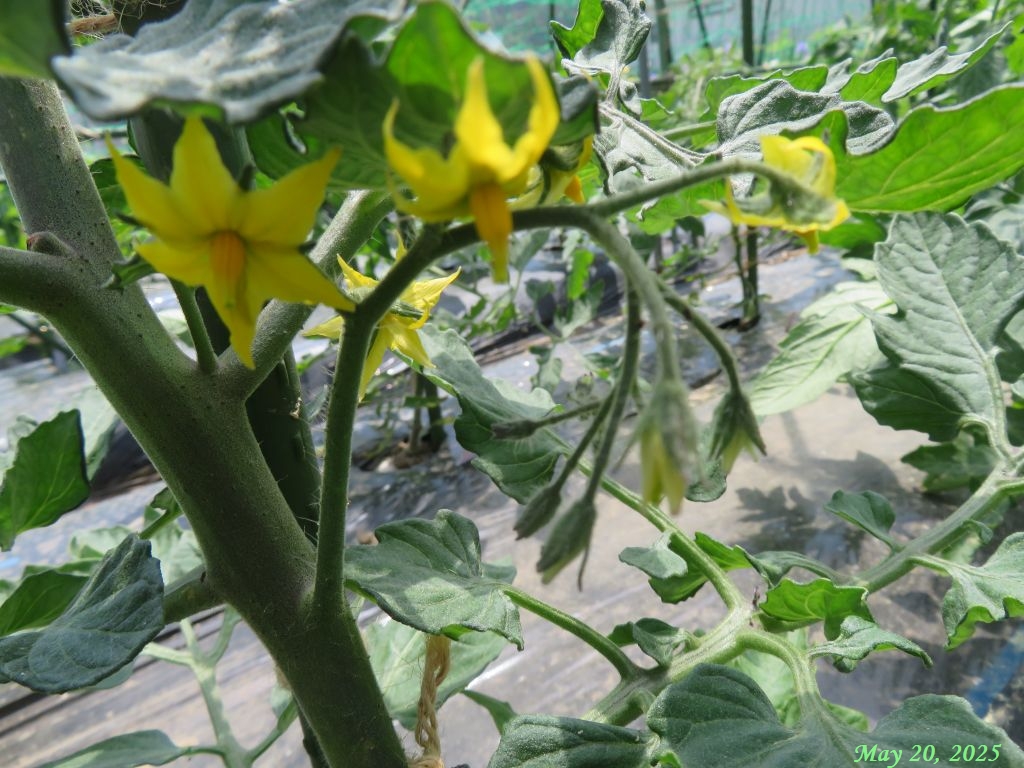 画像５（トマト二段目花）