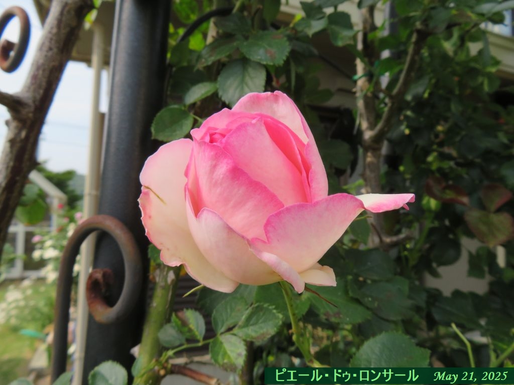 画像5（ピエール・ドゥ・ロンサール）