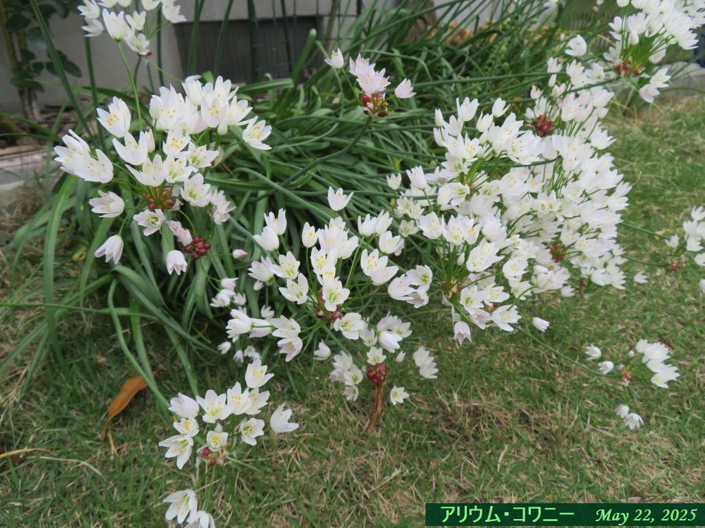 画像５（アリウム・コワニー）