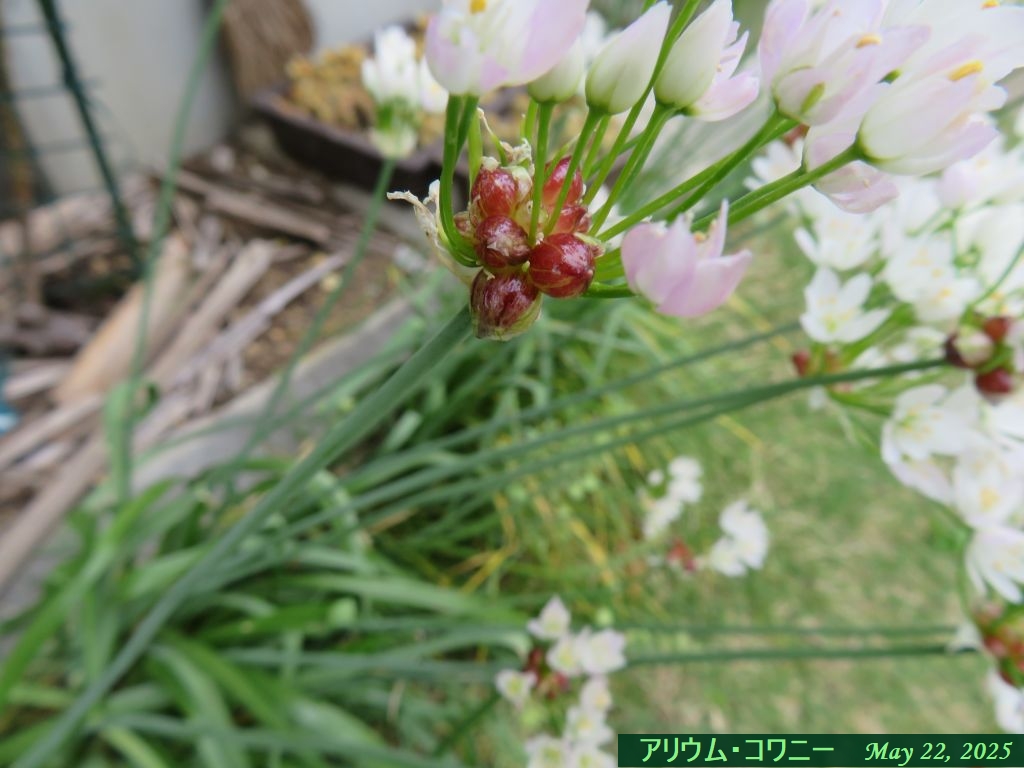 画像６（アリウム・コワニー）