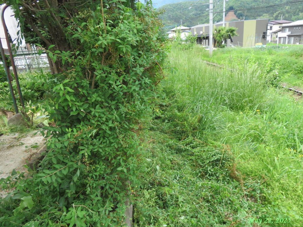 画像１４（ユキヤナギとイチイの木の刈り込み）