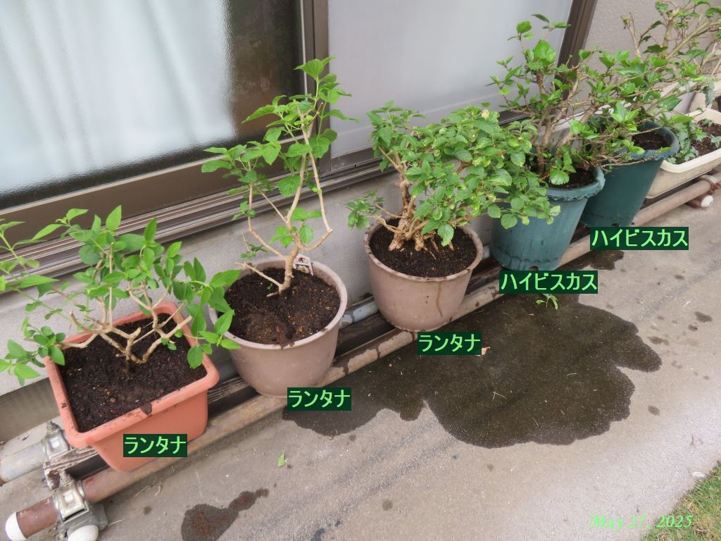 画像９（ハイビスカス・ランタナの植え替え）