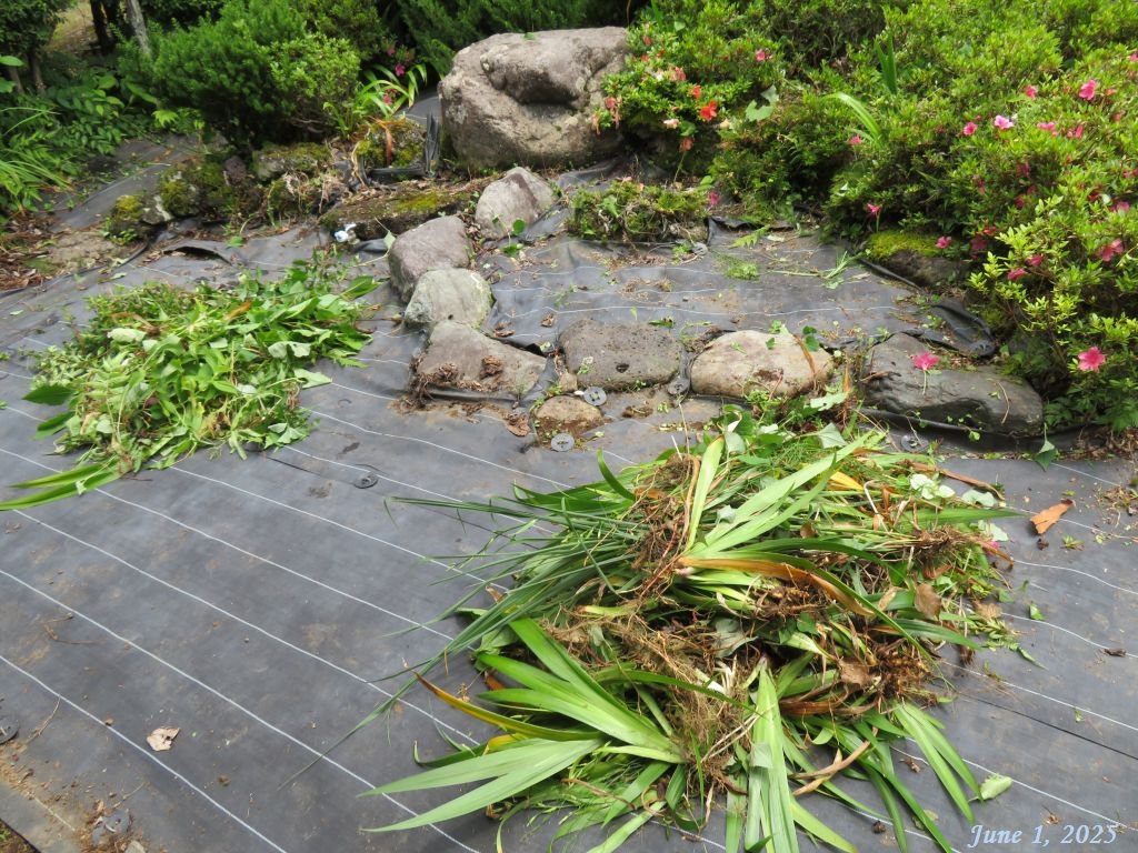 画像１１（実家の庭の草取り）