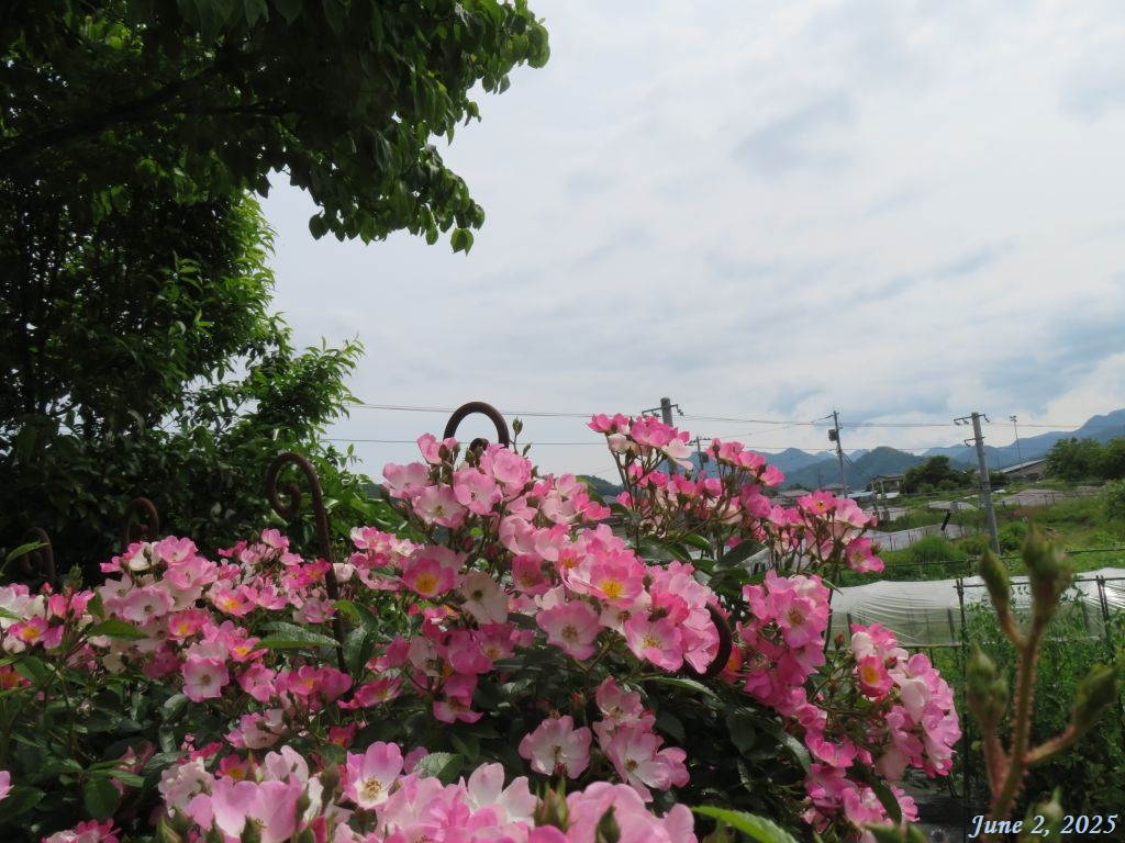 画像１（今朝の空）