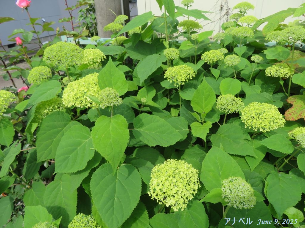 画像５（アナベル）