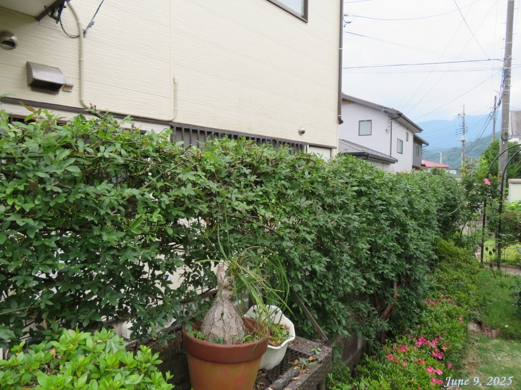 画像１３（モッコウバラ）