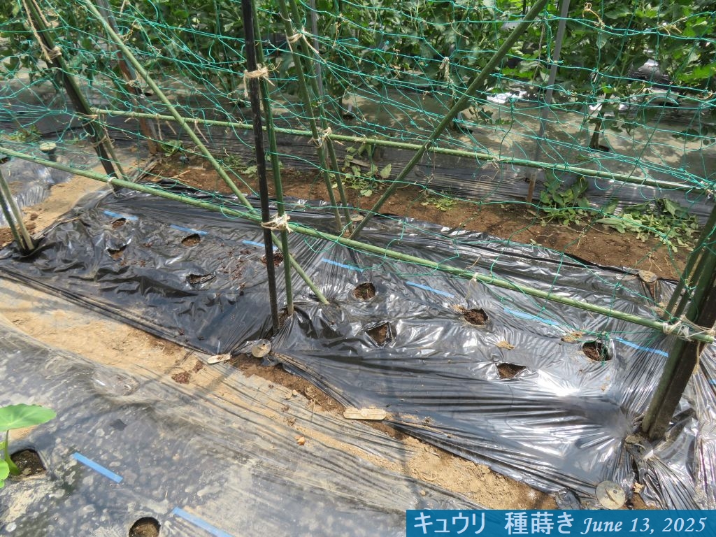 画像４（種蒔き　キュウリ）