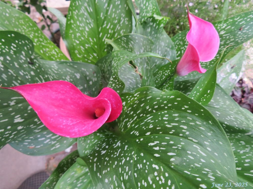 画像４（カラー）