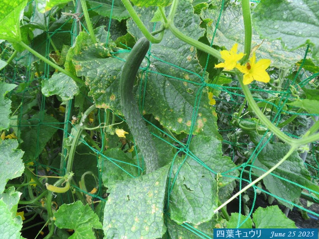 画像６（四葉キュウリ）