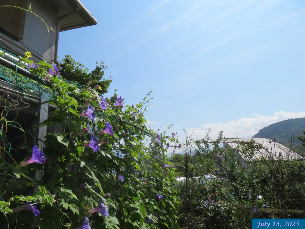 画像2(アサガオ) 画像2(アサガオ)