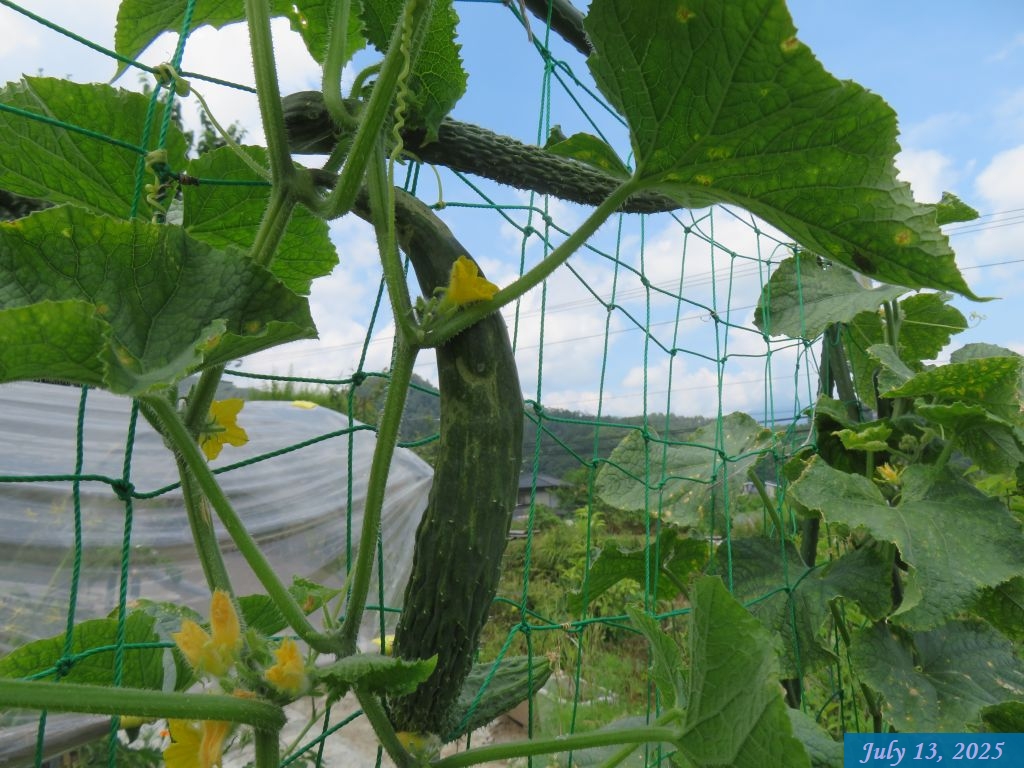 画像11(四葉キュウリ) 画像11(四葉キュウリ)