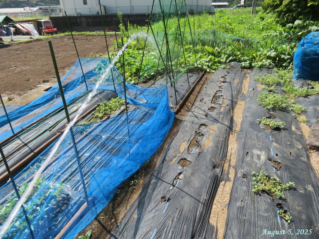 画像２（散水）