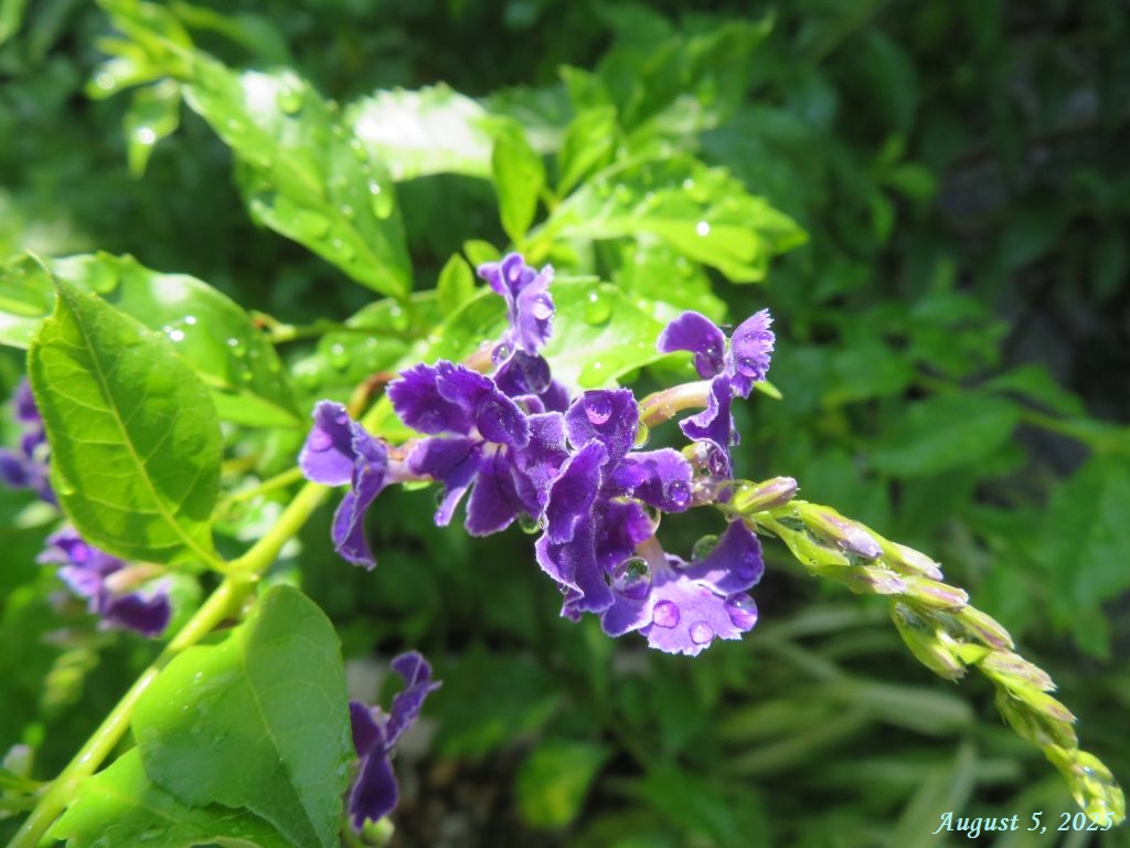 画像6（デュランタ）