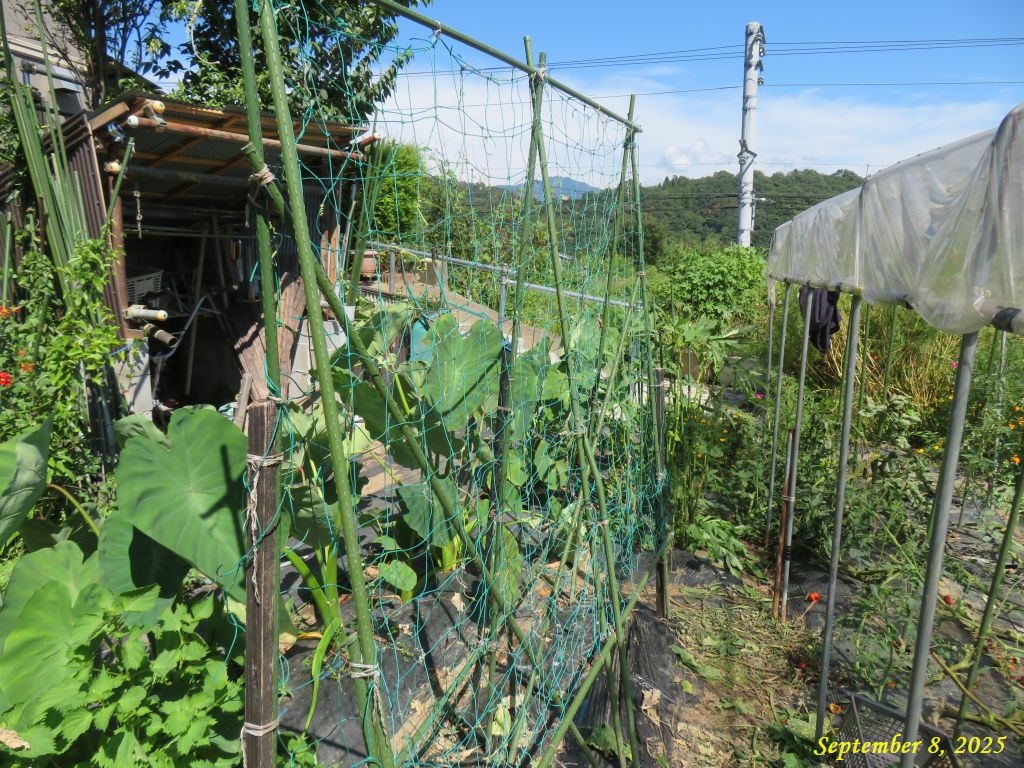 画像11(キュウリ棚) 画像11(キュウリ棚)