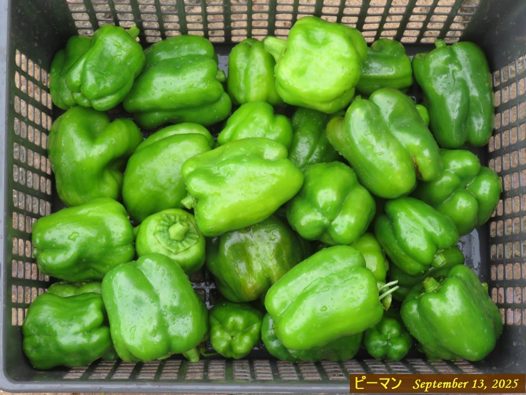 画像7(収穫 ピーマン) 画像7(収穫 ピーマン)