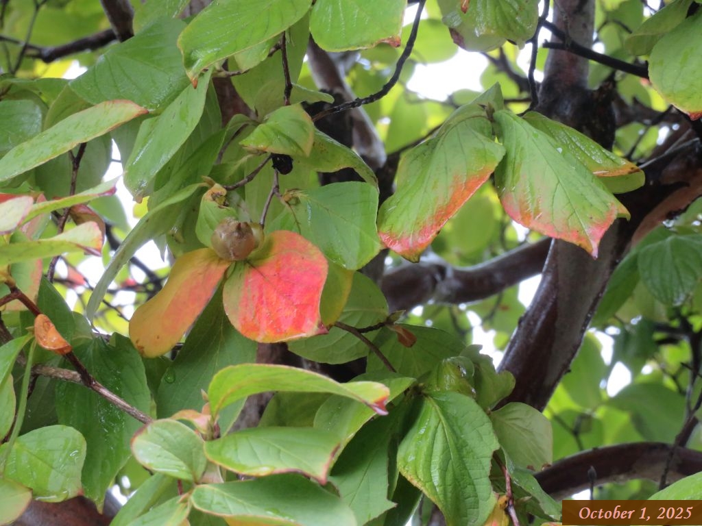 画像3(ナツツバキ) 画像3(ナツツバキ)