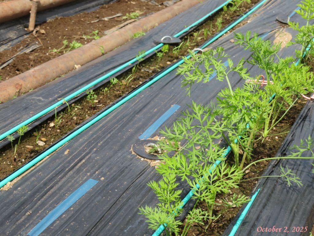 画像11(ニンジン) 画像11(ニンジン)